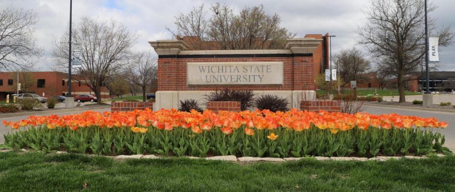 Tulips at the south entrance of Wichita State's main campus.