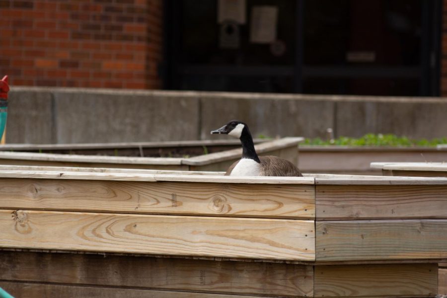A goose watches members of the Green Group plant at the WSU Community Garden on Wednesday during their Earth Day Event.